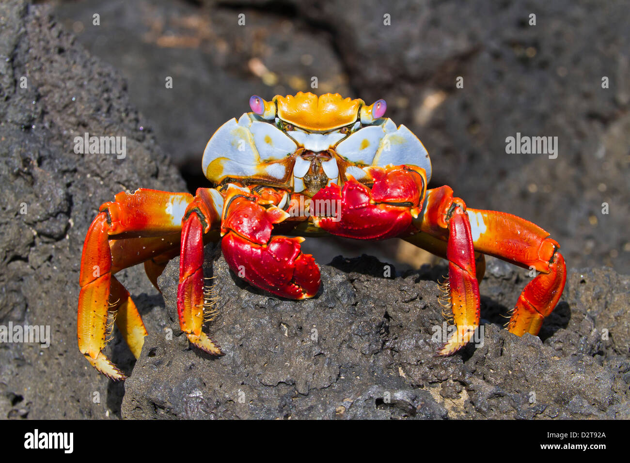 Sally lightfoot crab (Grapsus grapsus), Cerro Dragon, Isola di Santa Cruz, Isole Galapagos, Ecuador, Sud America Foto Stock