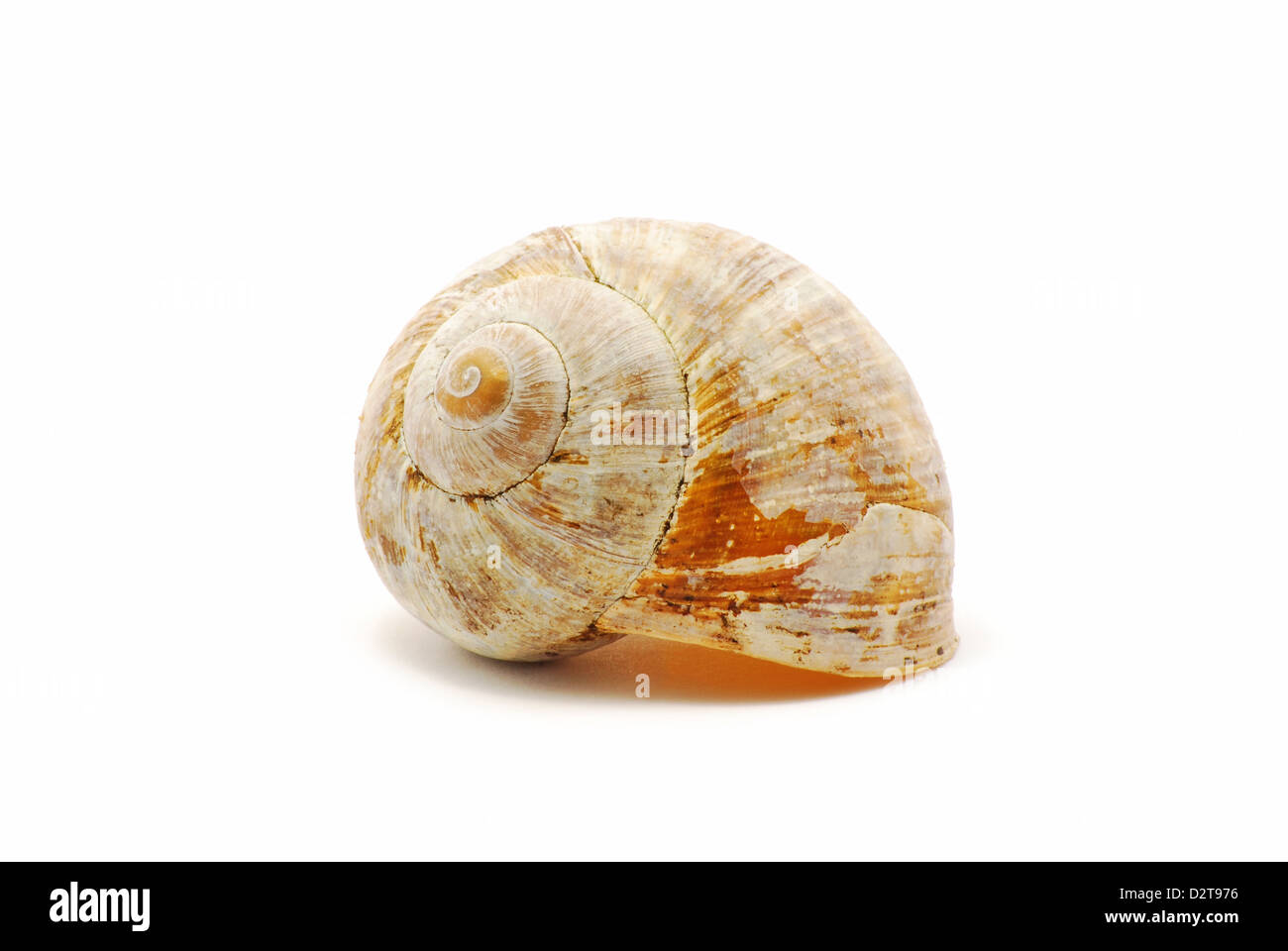 Conchiglia piccola isolati su sfondo bianco Foto Stock