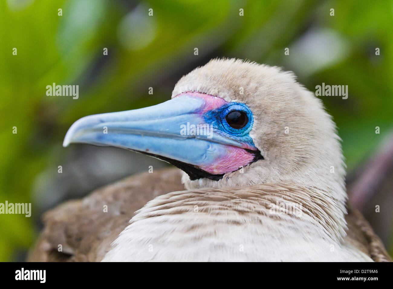 Adulto morph scuro rosso-footed booby (Sula sula), Genovesa Island, Isole Galapagos, Ecuador, Sud America Foto Stock