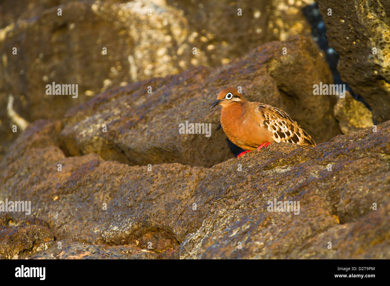 Le Galapagos colomba (Zenaida galapagoensis), Puerto Egas, isola di Santiago, Isole Galapagos, Ecuador, Sud America Foto Stock