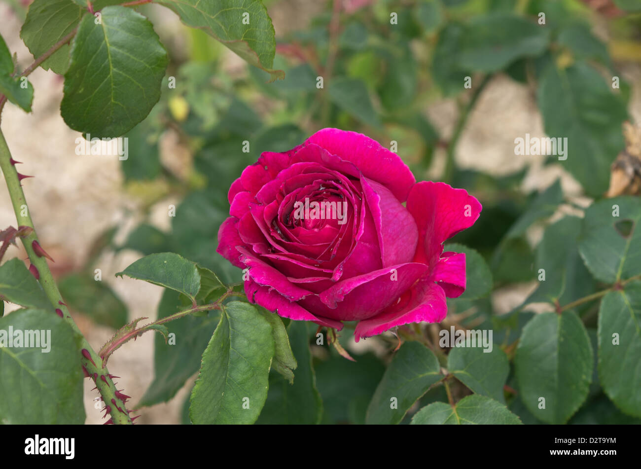 Rosa inglese Otello Foto Stock