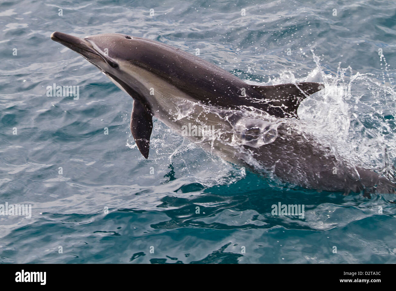 A lungo becco delfino comune (Delphinus capensis), Isla San Esteban, Golfo di California (Mare di Cortez), Baja California, Messico Foto Stock