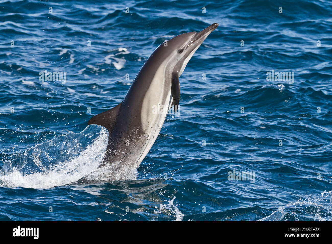 A lungo becco delfino comune (Delphinus capensis), Isla San Esteban, Golfo di California (Mare di Cortez), Baja California, Messico Foto Stock