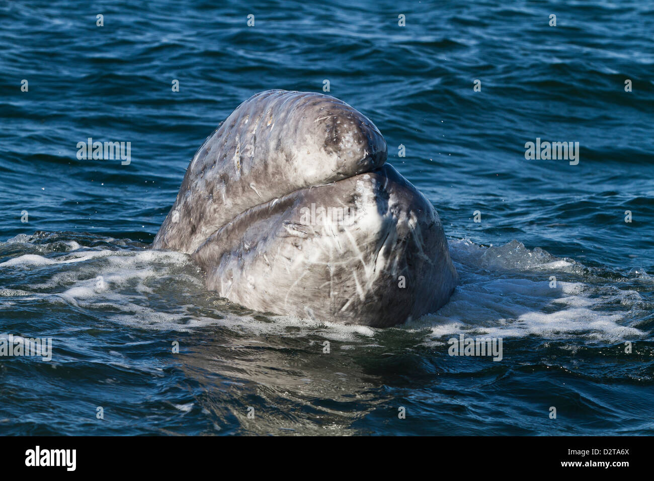 California balena grigia (Eschrichtius robustus) di vitello, San Ignacio Laguna, Baja California Sur, Messico, America del Nord Foto Stock