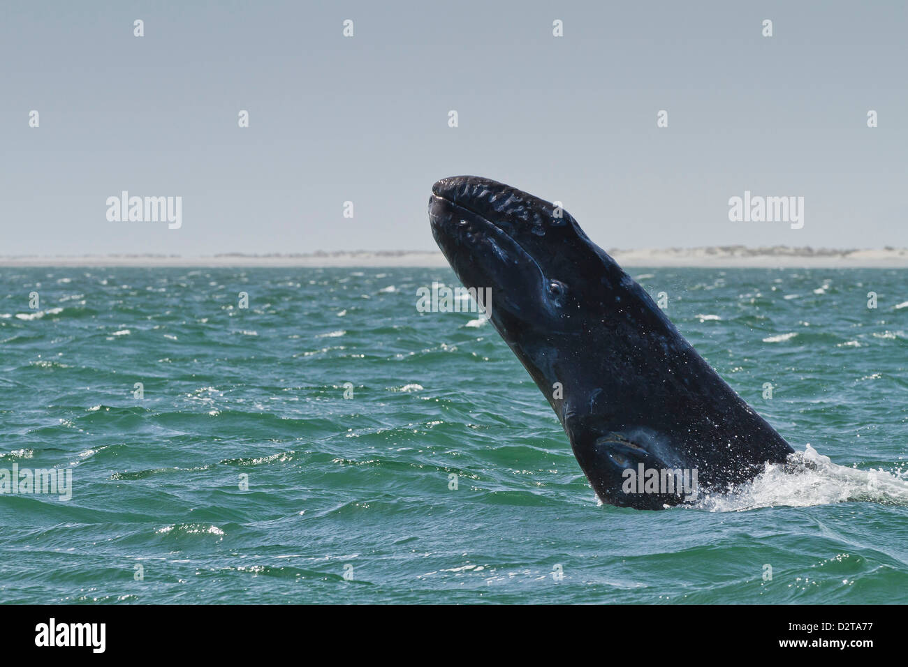 California balena grigia (Eschrichtius robustus) sfondamento di vitello, San Ignacio Laguna, Baja California Sur, Messico, America del Nord Foto Stock