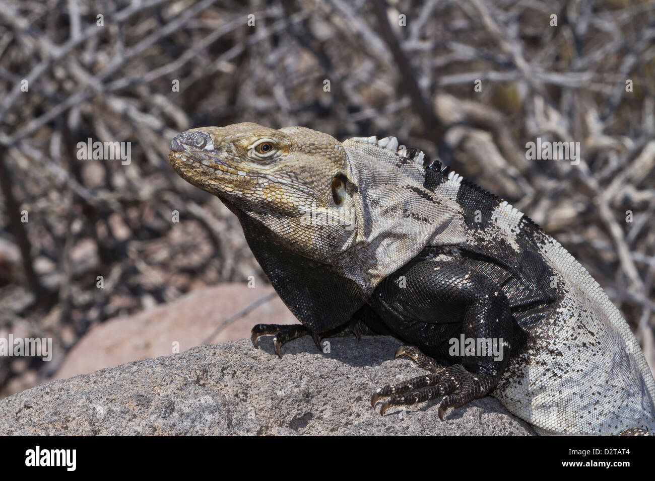 San Esteban spinoso-tailed iguana, Isla San Esteban, Golfo di California (Mare di Cortez), Baja California, Messico Foto Stock