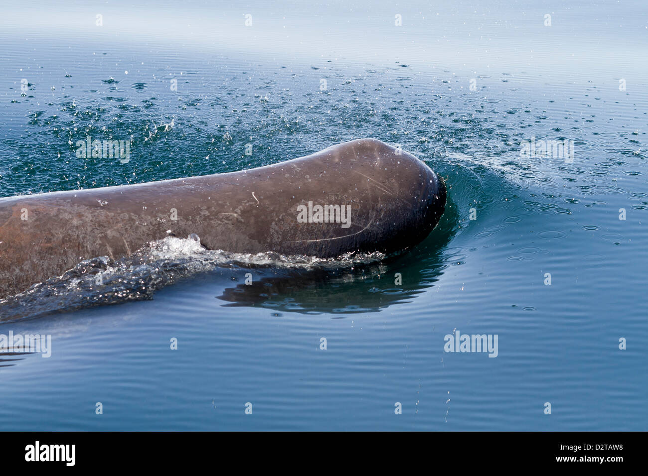 Sperma balena affiorante, Isla San Pedro Martir, Golfo di California (Mare di Cortez), Baja California Norte, Messico Foto Stock