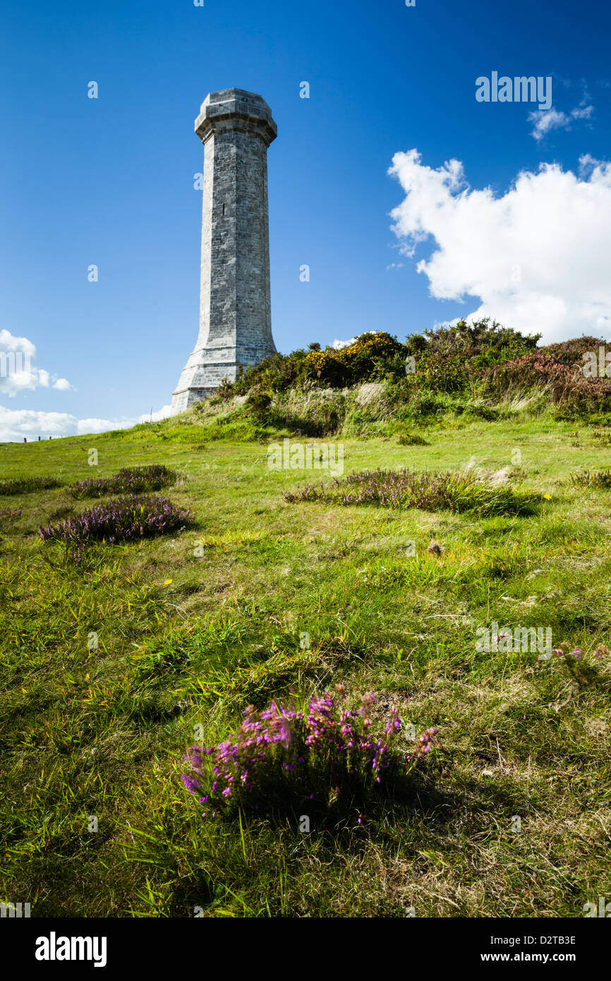 La Hardy Monument su nero in basso con ginestre e fioritura Heather sui suoi pendii erbosi vicino Portesham, West Dorset, Inghilterra Foto Stock