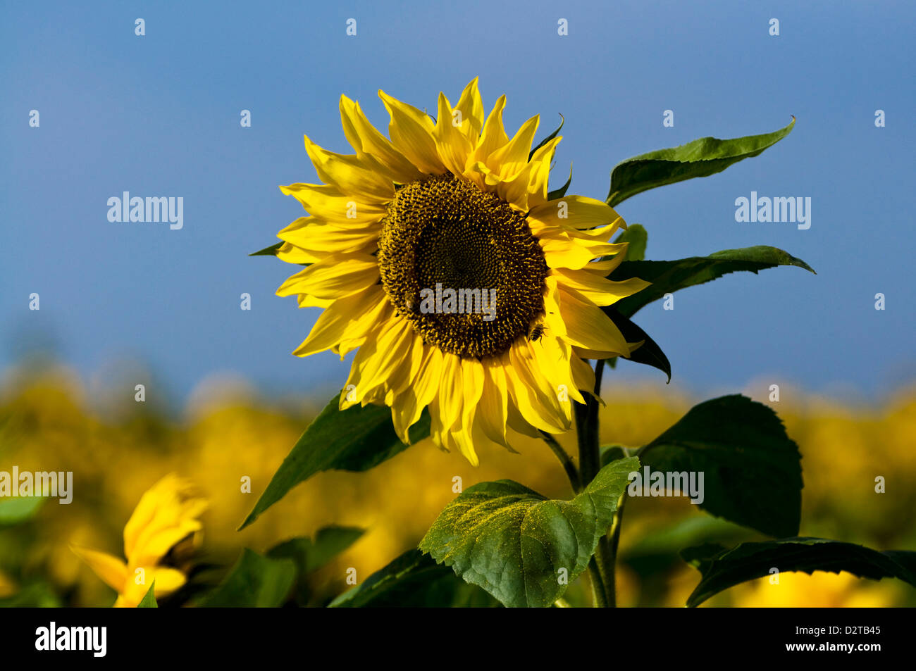 Girasole singolo contro il cielo blu Foto Stock