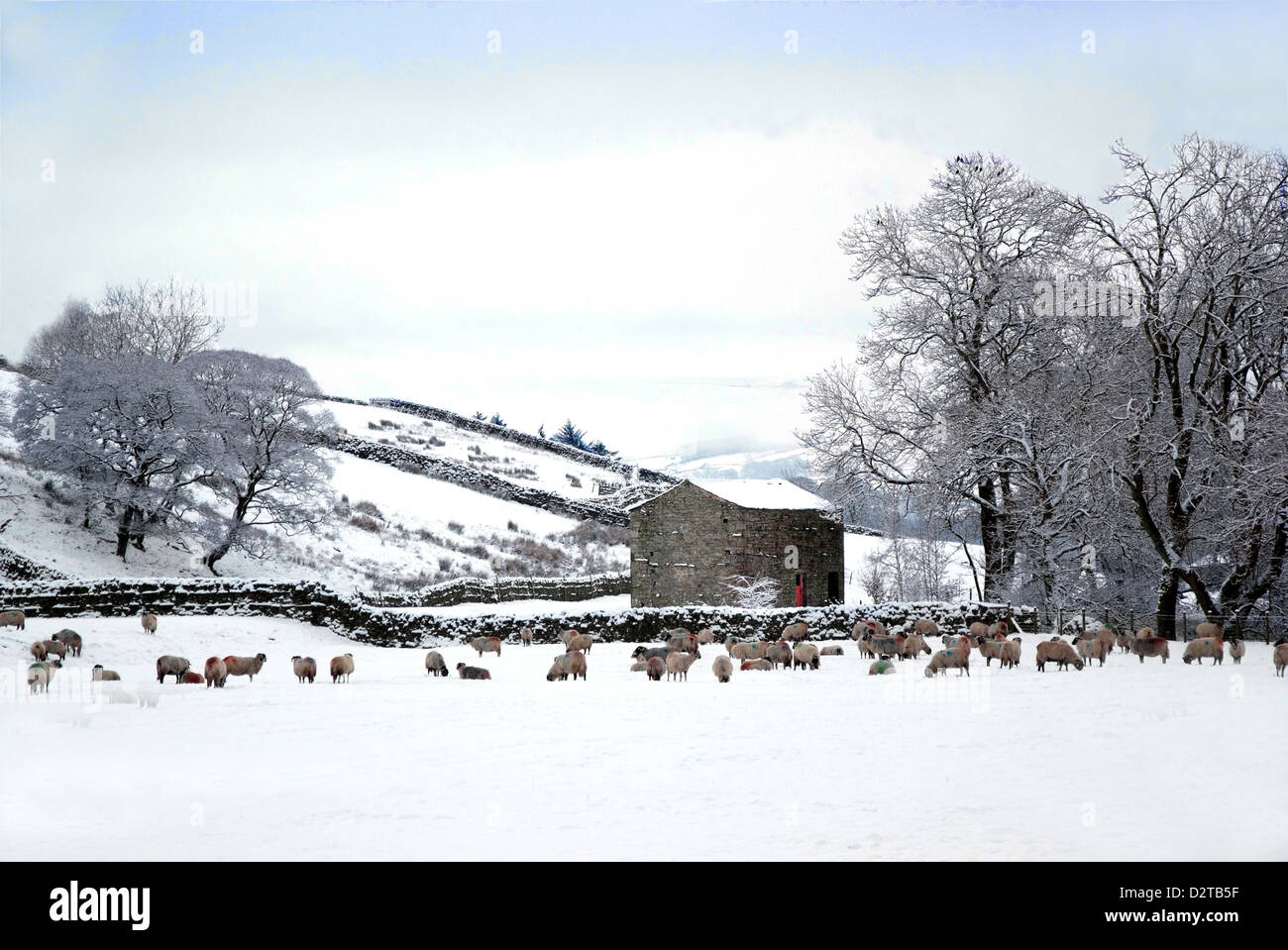 neve di pecore del granaio Foto Stock