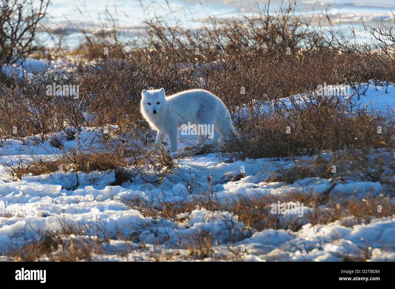 Arctic Fox su ghiaccio, Wapusk National Park, Manitoba, Canada, America del Nord Foto Stock