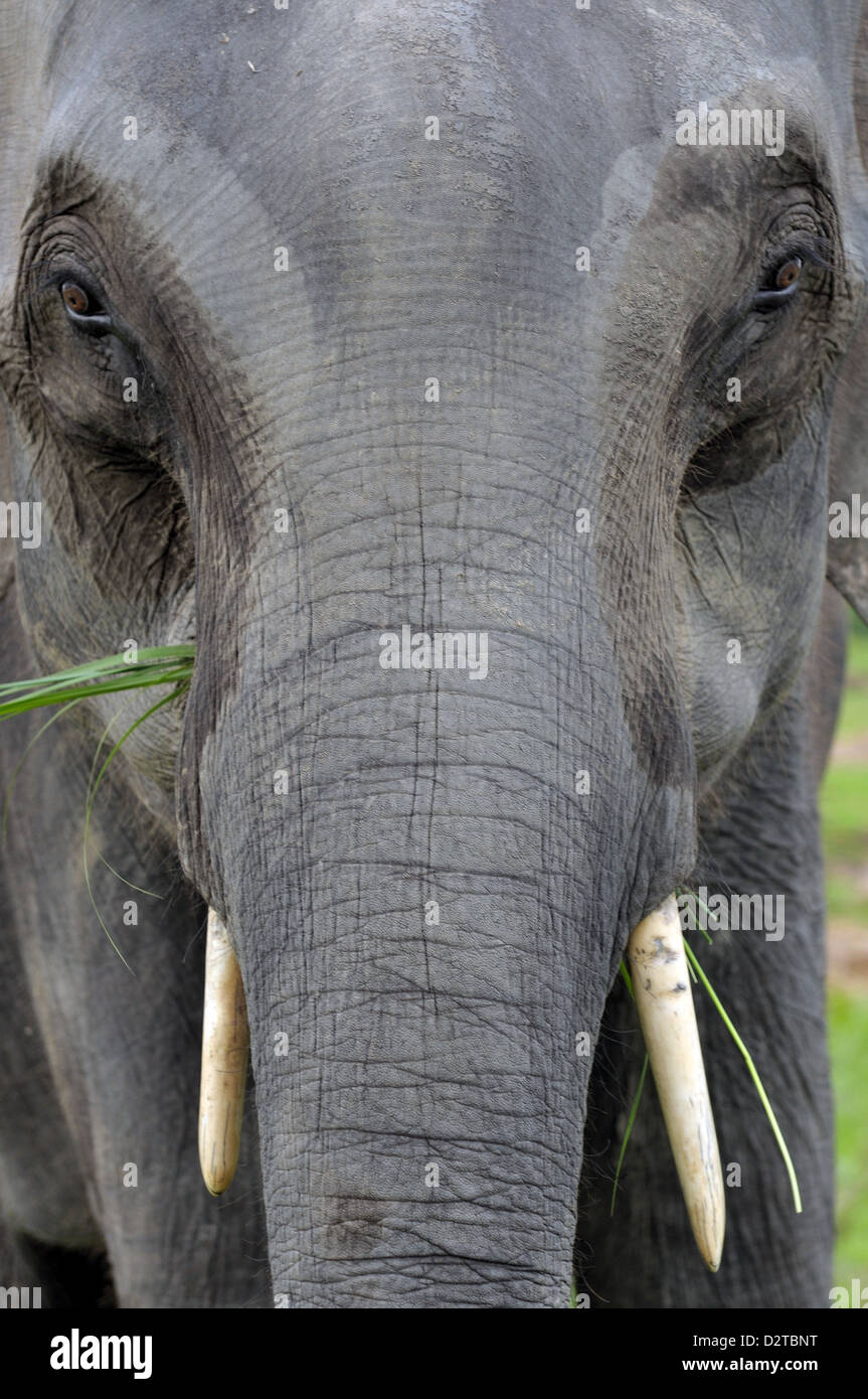 Elefante asiatico, Kaziranga, Assam, India, Asia Foto Stock