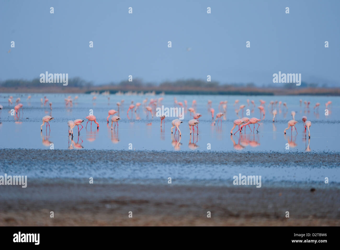 Alimentazione fenicotteri sull'acqua salmastra in piccolo Rann di Kutch, Gujarat, India, Asia Foto Stock