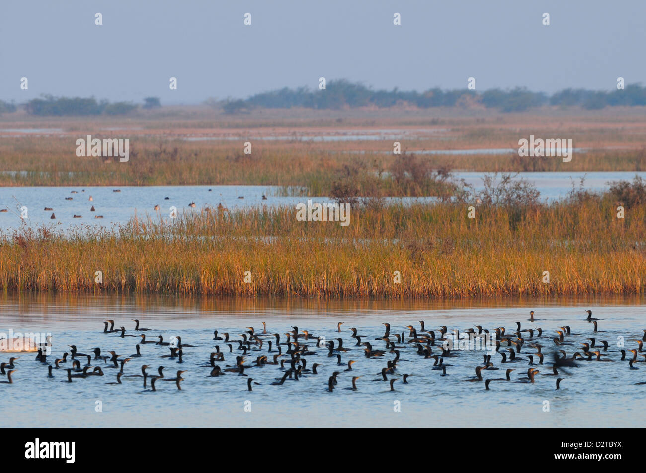 Cormorani sul lago in India rurale, Gujarat, India, Asia Foto Stock