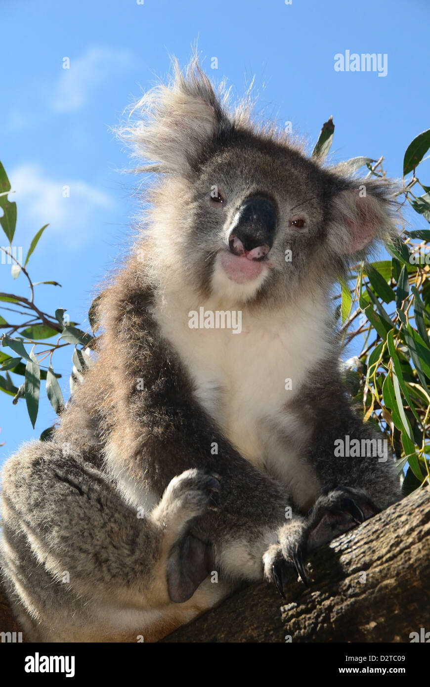 Il Koala bear, Melbourne, Victoria, Australia Pacific Foto Stock