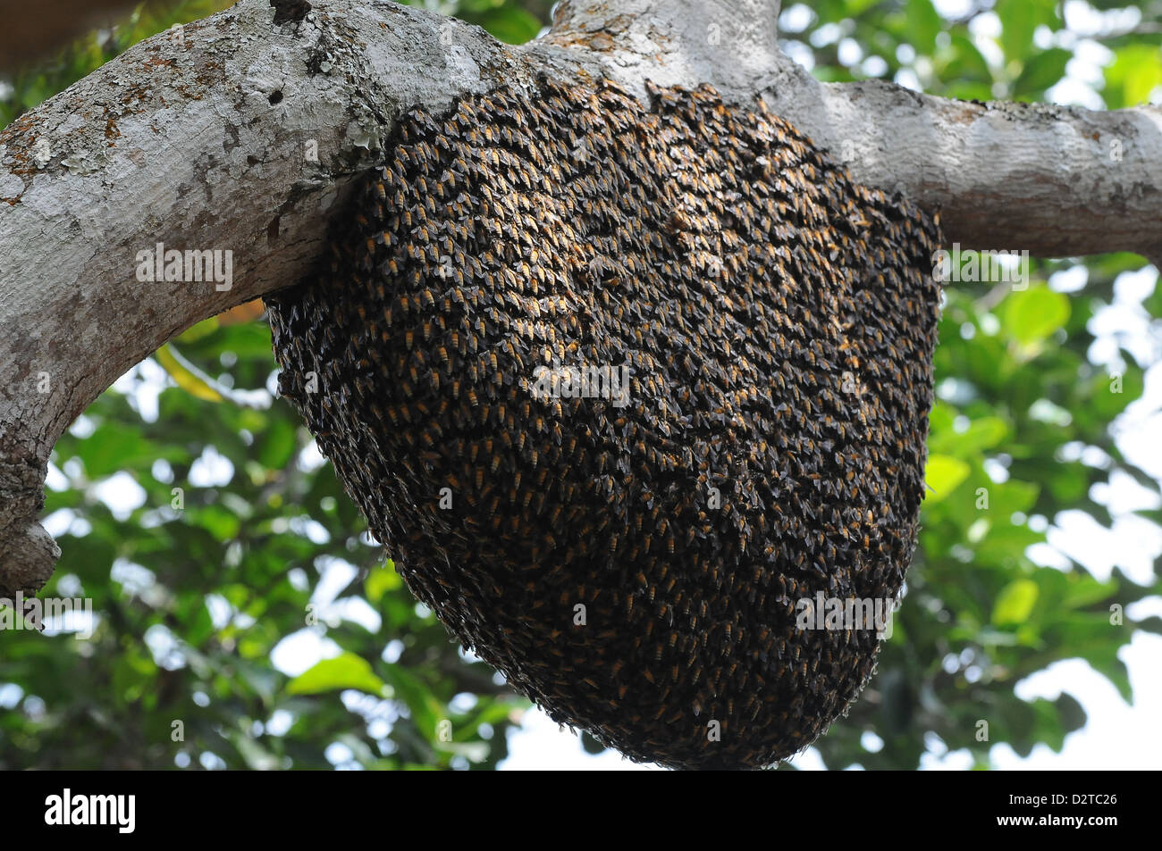 Rock bee hive (swarm), Karnataka, India, Asia Foto Stock