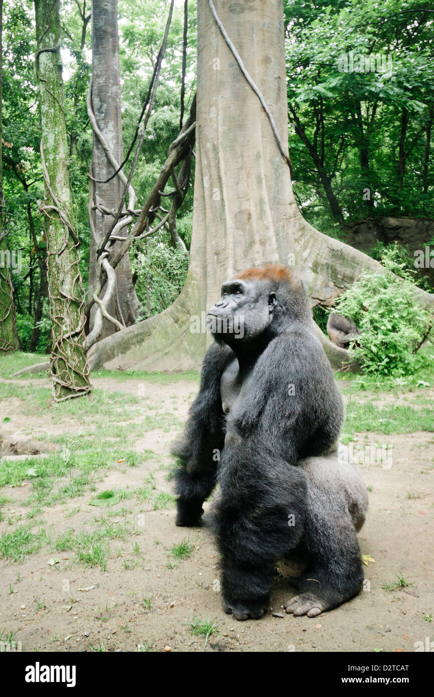 New York, Stati Uniti. Un gorilla maschio nel Bronx Zoo. Foto Stock