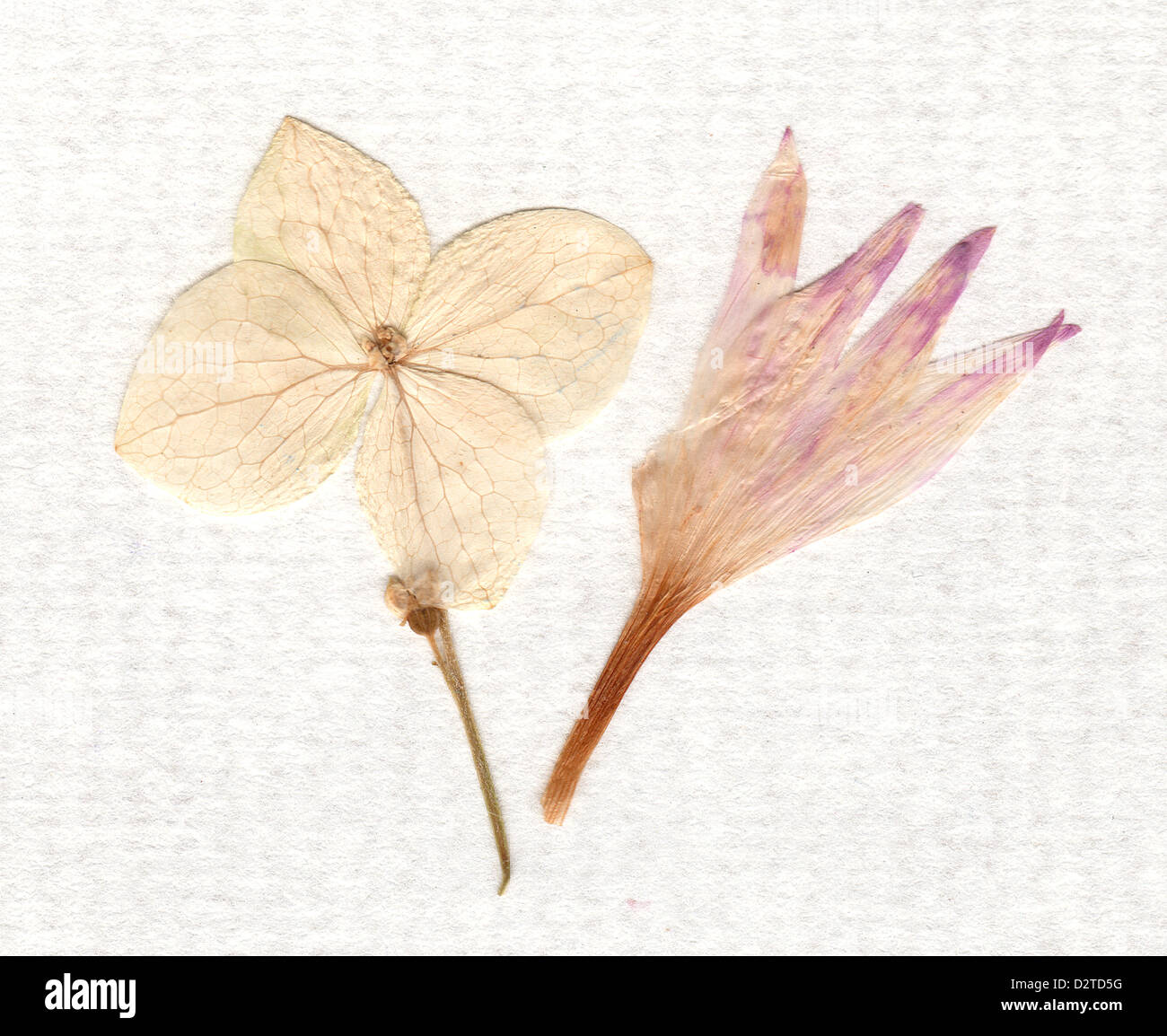 Vecchia carta con i fiori secchi Foto Stock