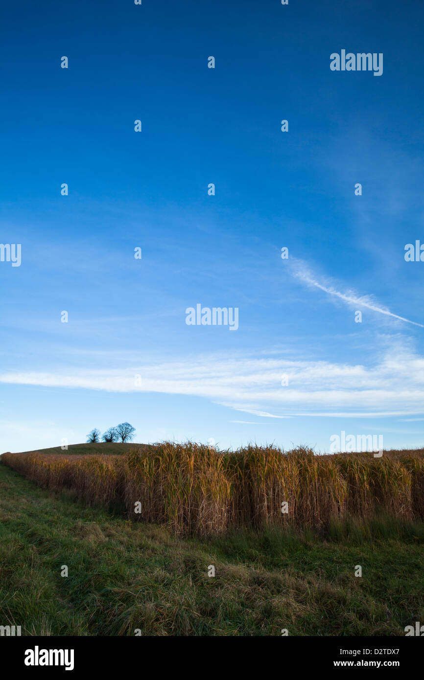 Un grande campo di erba elefante (Miscanthus) sotto un cielo blu a metà novembre nei pressi di Holdenby nel Northamptonshire, Inghilterra Foto Stock