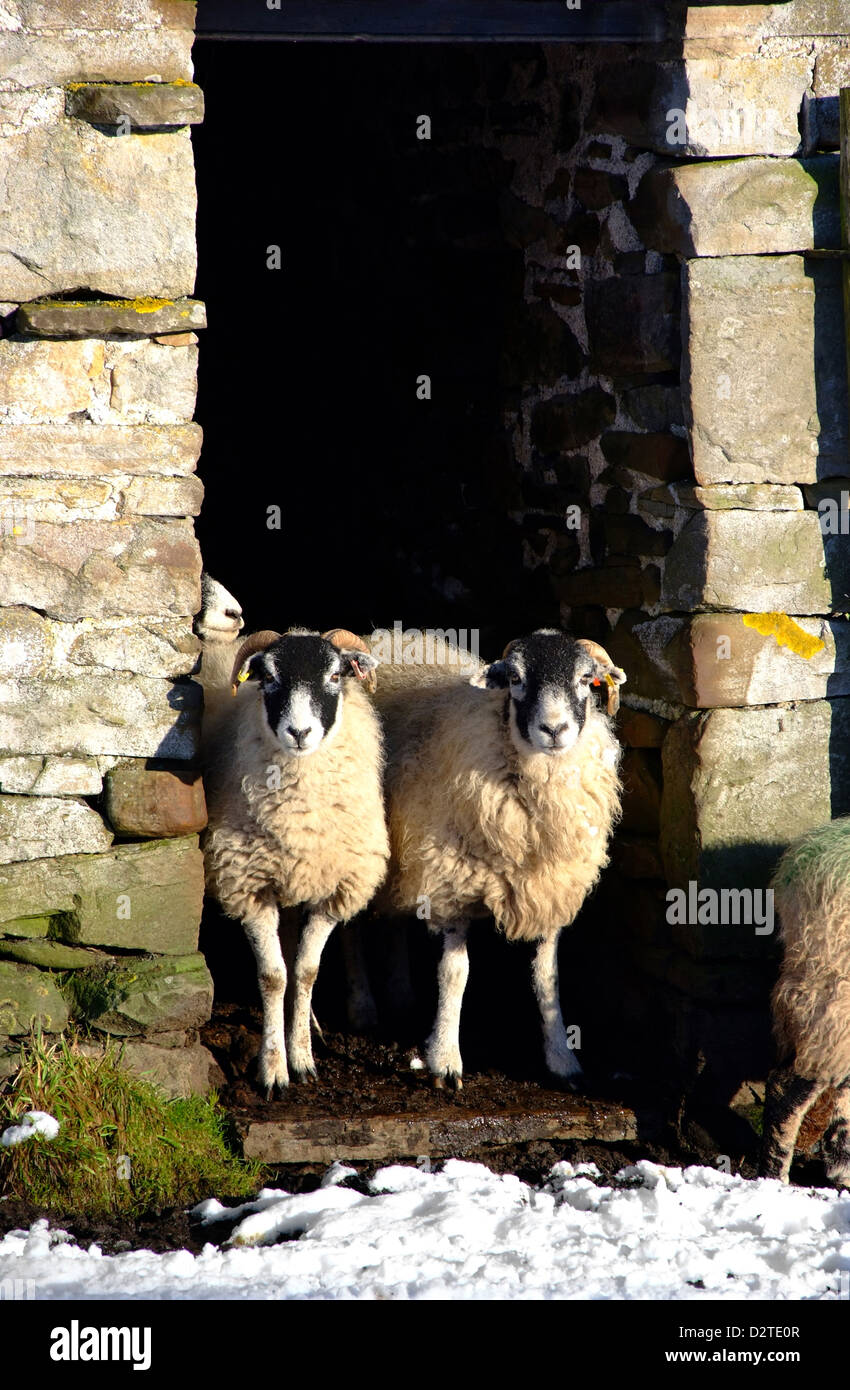Yorkshire Dales paesaggi fienile con 2 ovini Foto Stock