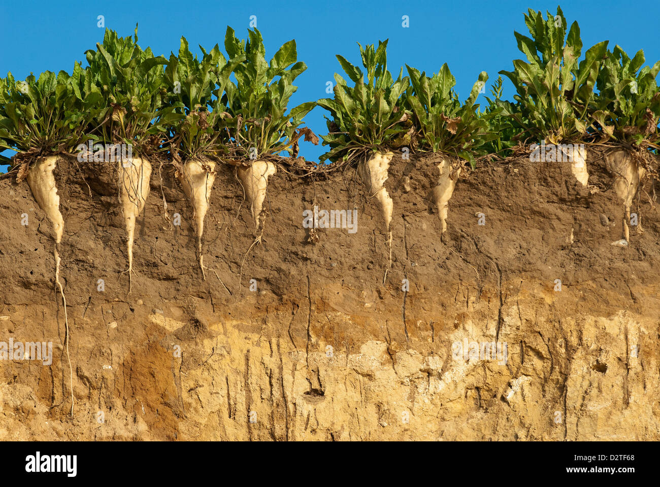 La barbabietola da zucchero che hanno perso il loro campo a causa di erosione a nord della costa di Suffolk. Foto Stock