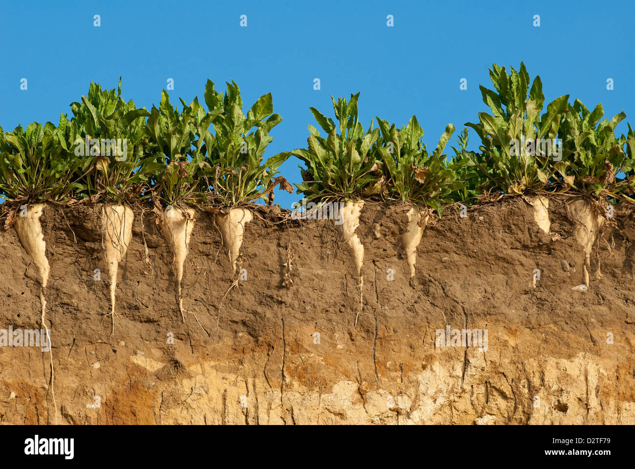 La barbabietola da zucchero che hanno perso il loro campo a causa di erosione a nord della costa di Suffolk. Foto Stock