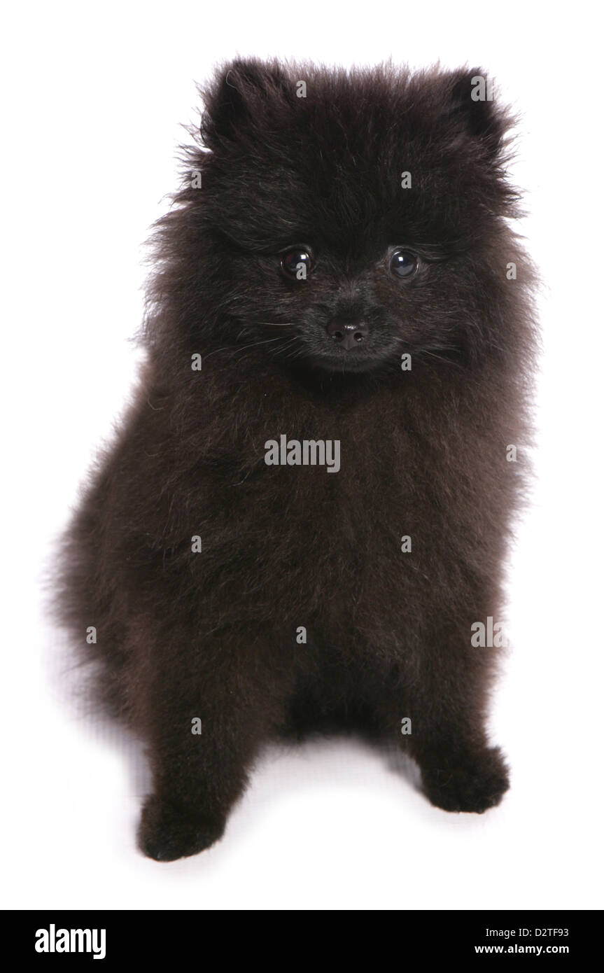 Pomerania cucciolo di cane studio ritaglio Foto Stock