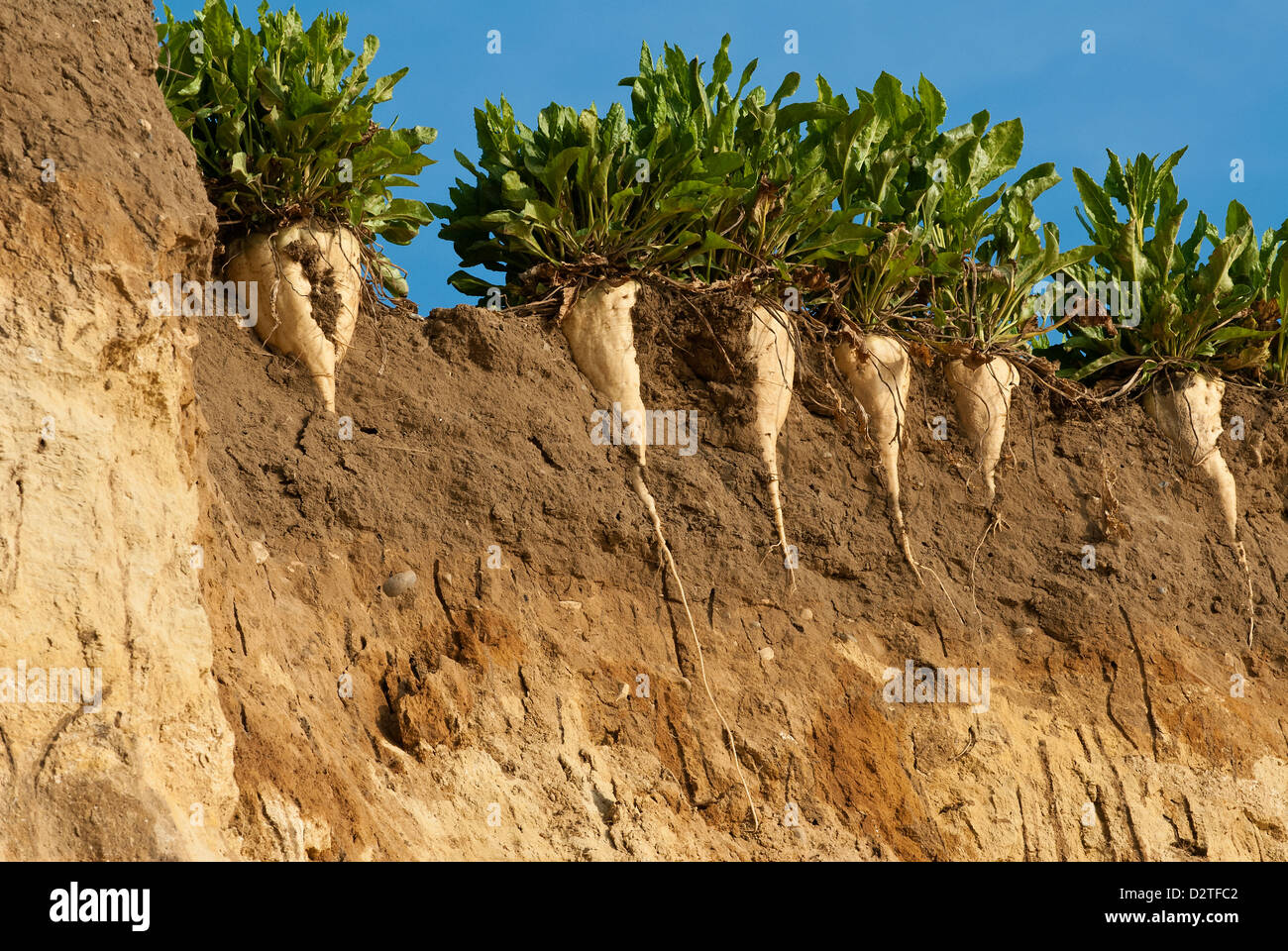 La barbabietola da zucchero che hanno perso il loro campo a causa di erosione a nord della costa di Suffolk. Foto Stock