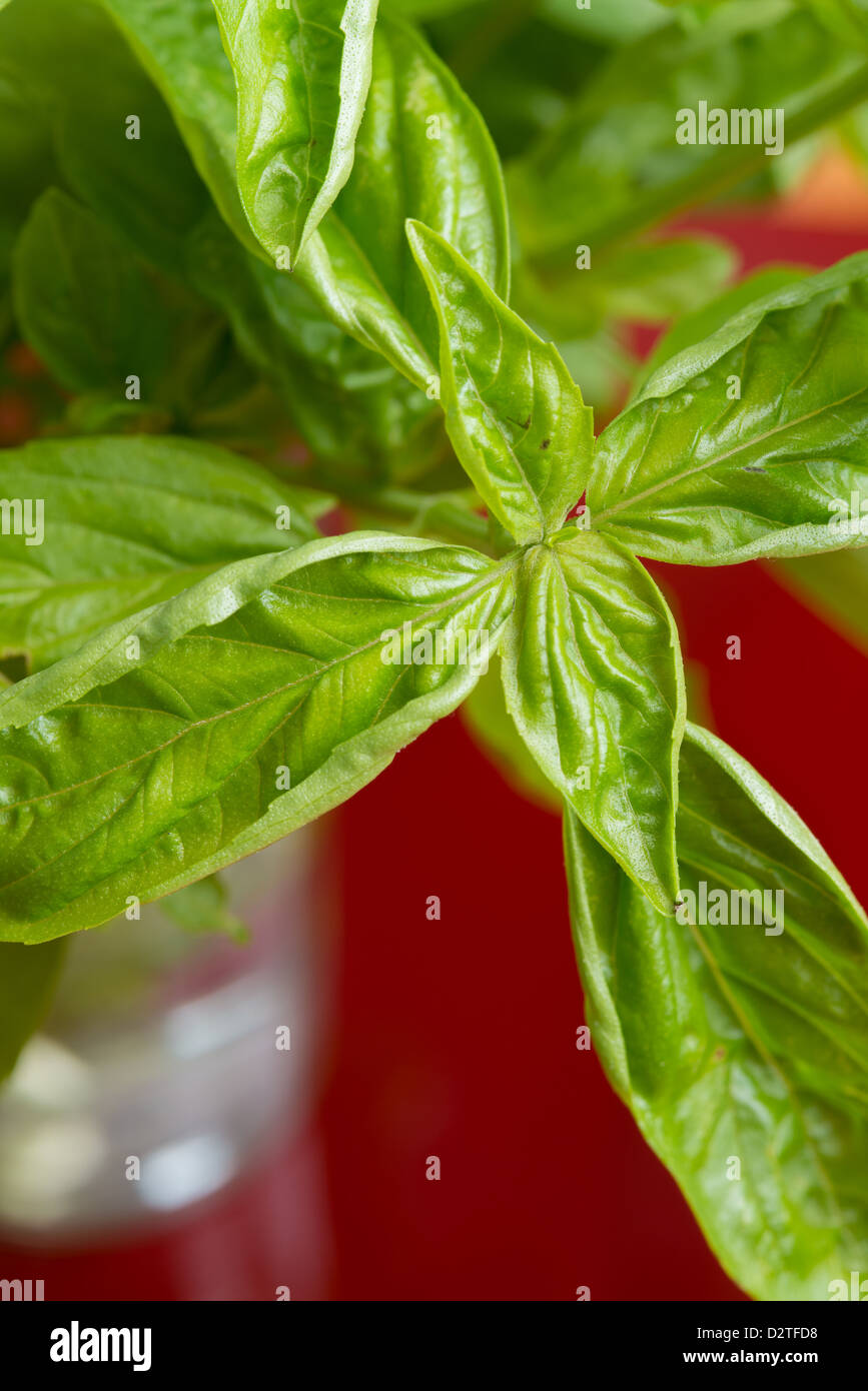 Foglie di basilico Foto Stock