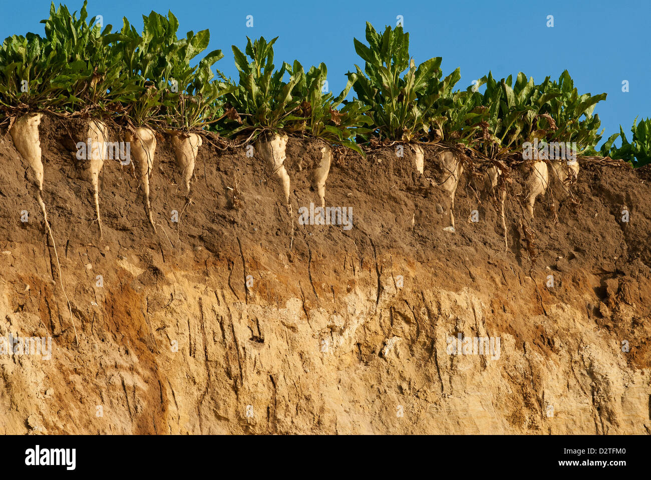 La barbabietola da zucchero che hanno perso il loro campo a causa di erosione a nord della costa di Suffolk. Foto Stock