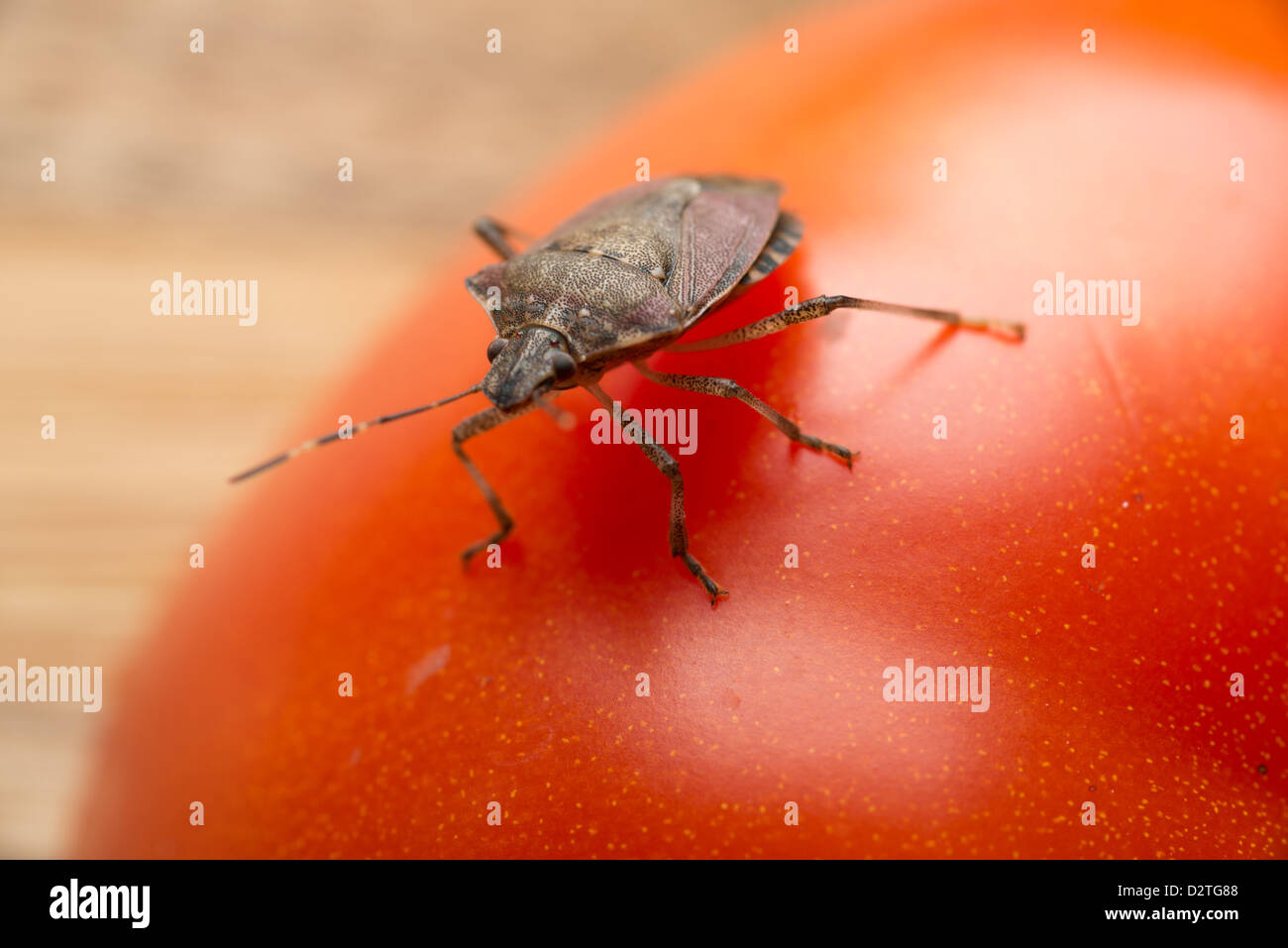 Halys Halyomorpha, il marrone marmorated stink bug, stink bug su un pomodoro Foto Stock