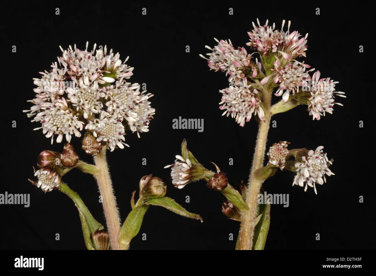 I picchi di fiori di comune butterbur, Petasites hybridus, una fioritura precoce impianto composito Foto Stock