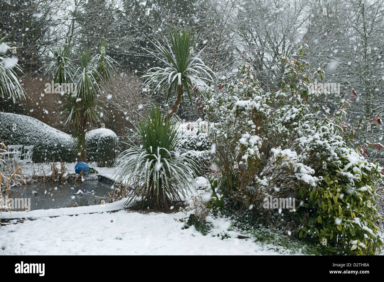 Laghetto in giardino e arbusti in una forte tempesta di neve, Devon, Foto Stock