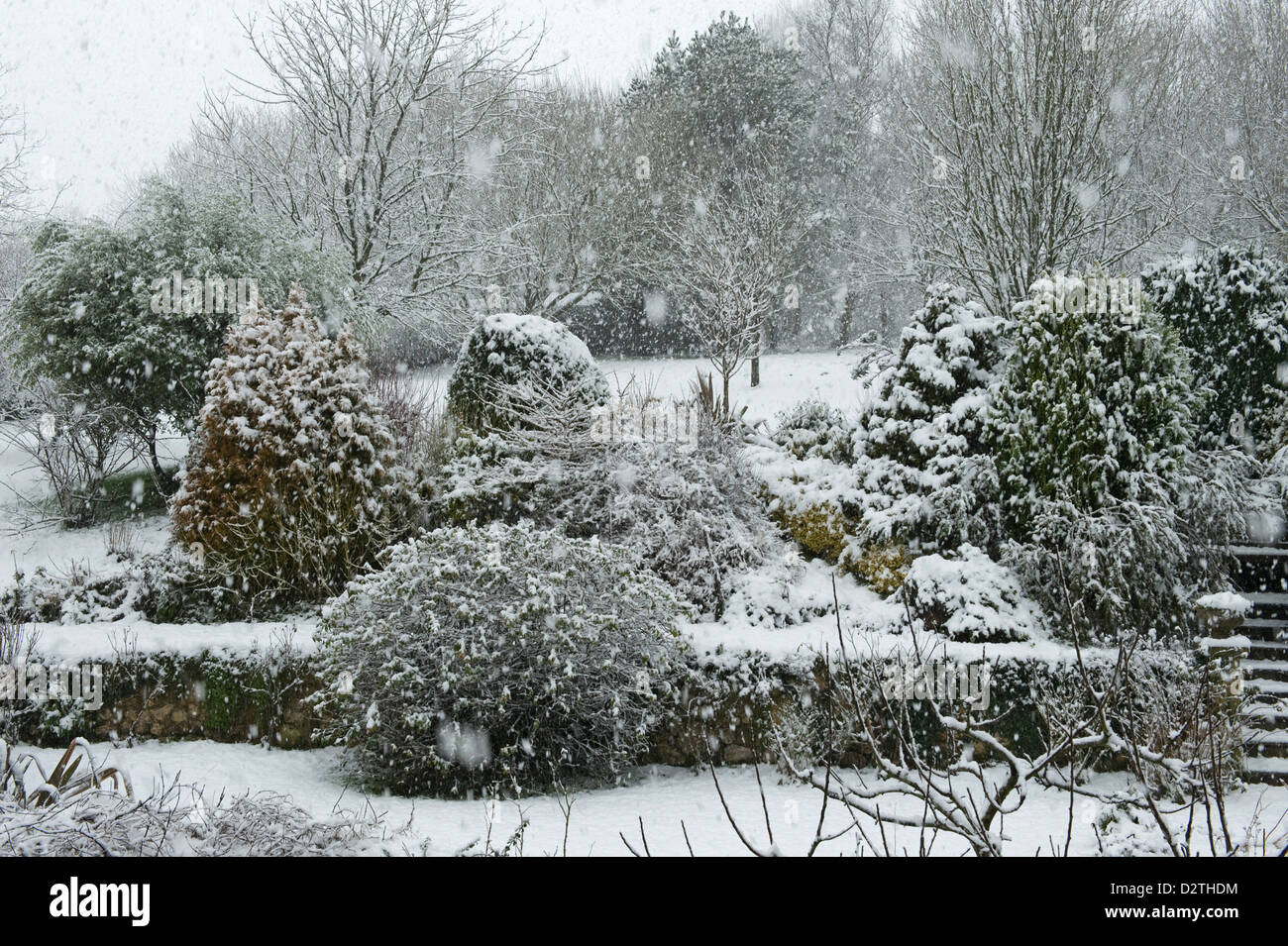 Giardino & arbusti in una forte tempesta di neve, Devon, Foto Stock