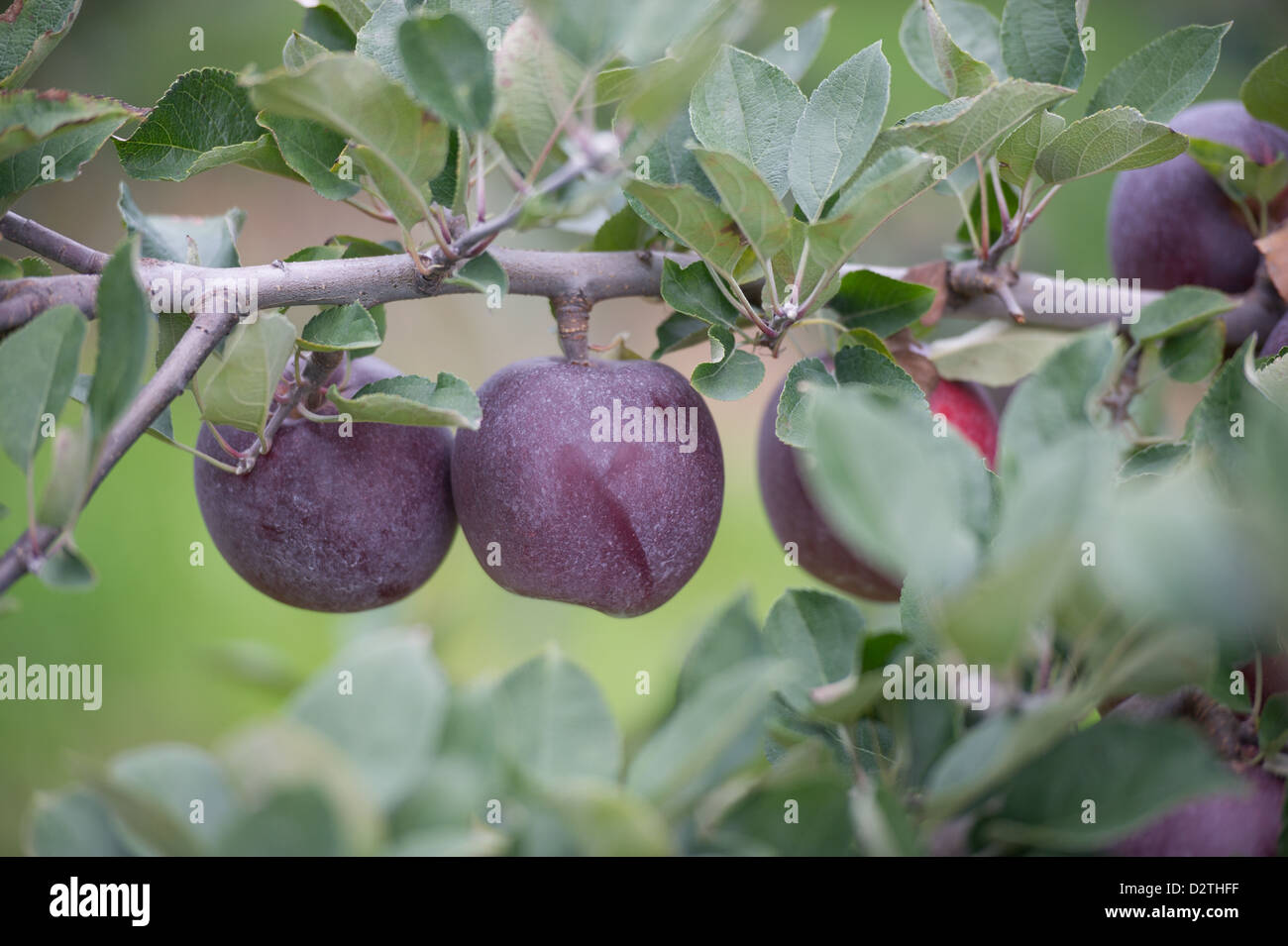 Mele, succo di mela e sidro premere in corrispondenza di un disco sidro distillery Foto Stock