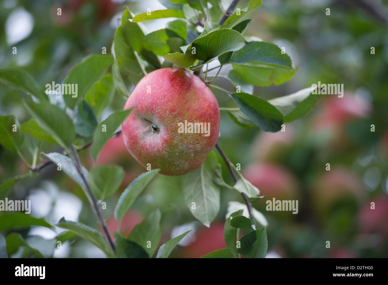 Mele, succo di mela e sidro premere in corrispondenza di un disco sidro distillery Foto Stock