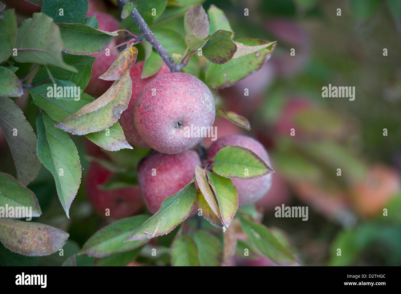 Mele, succo di mela e sidro premere in corrispondenza di un disco sidro distillery Foto Stock
