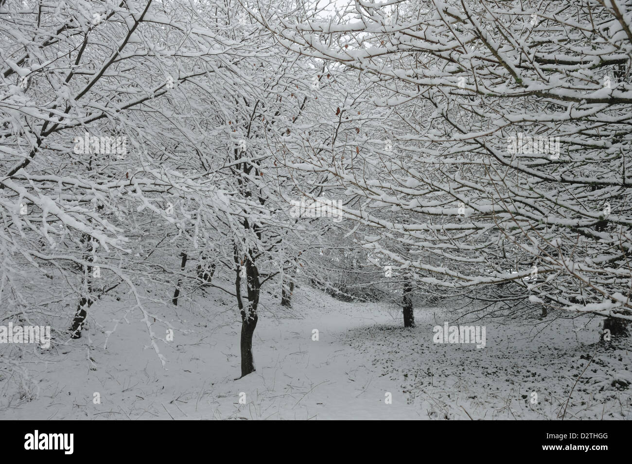 Bosco di giovani alberi con rami di carico in una pesante tempesta di neve, Devon, Foto Stock