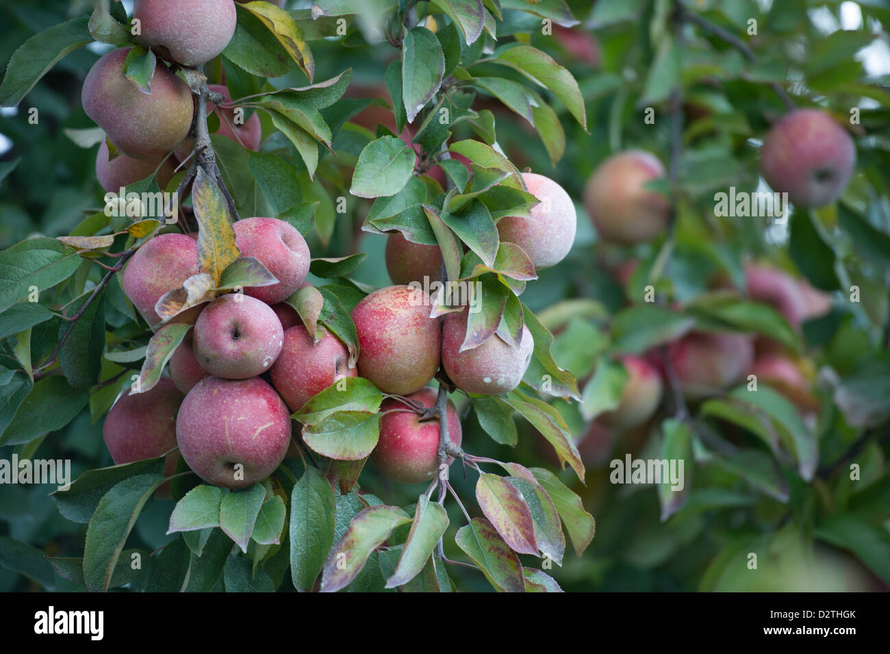 Mele, succo di mela e sidro premere in corrispondenza di un disco sidro distillery Foto Stock