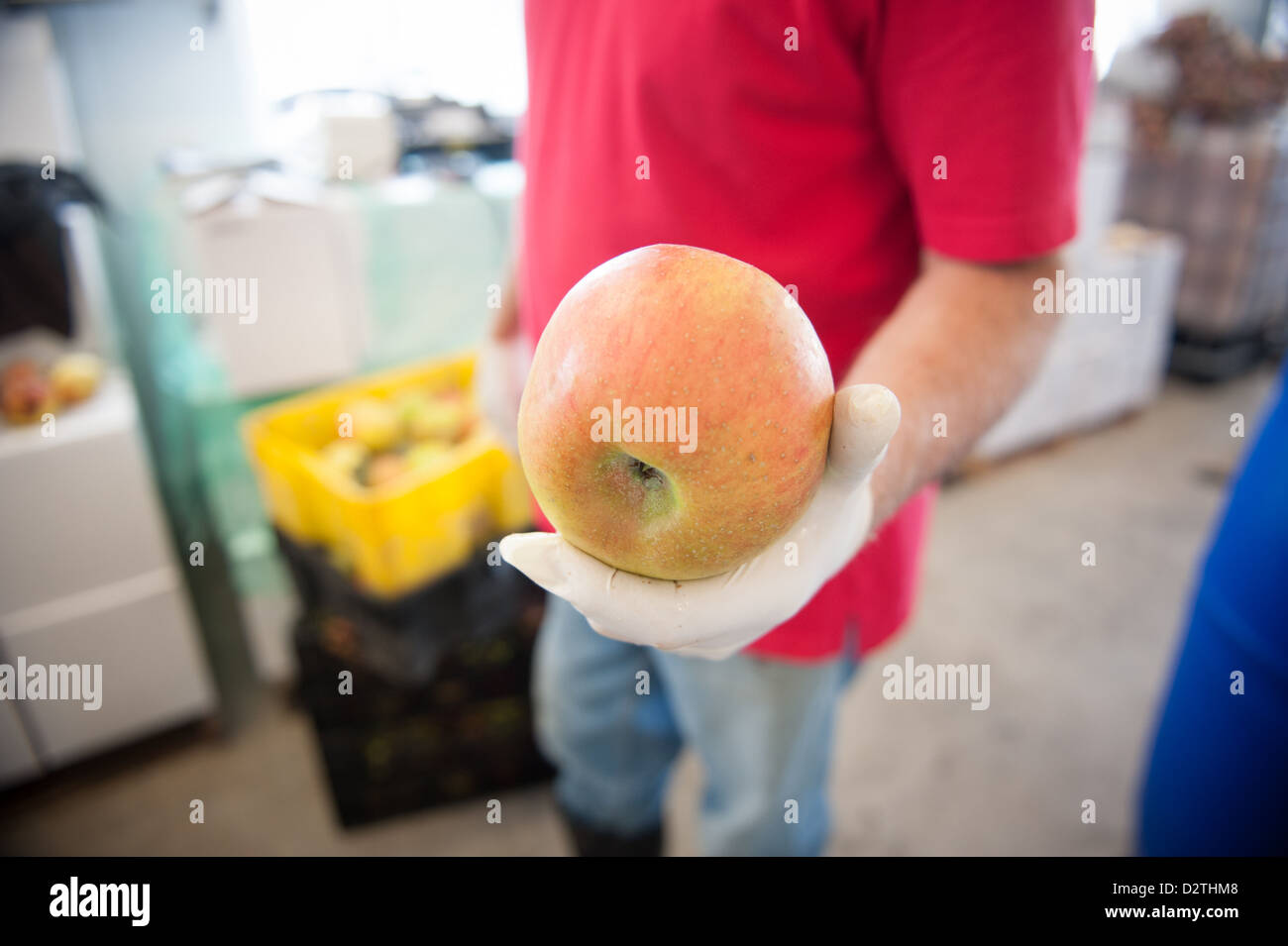 Mele, succo di mela e sidro premere in corrispondenza di un disco sidro distillery Foto Stock