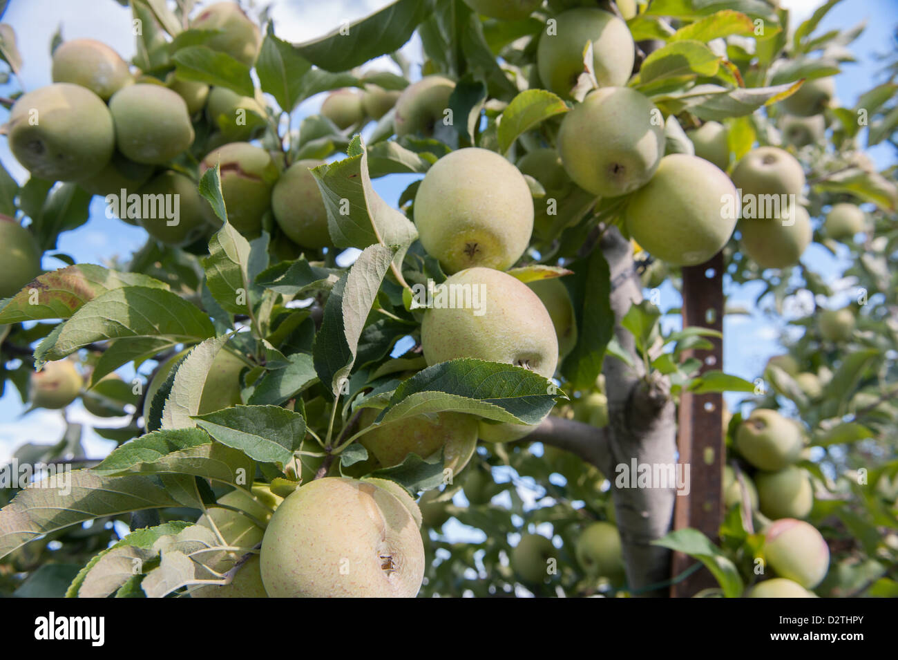 Mele, succo di mela e sidro premere in corrispondenza di un disco sidro distillery Foto Stock