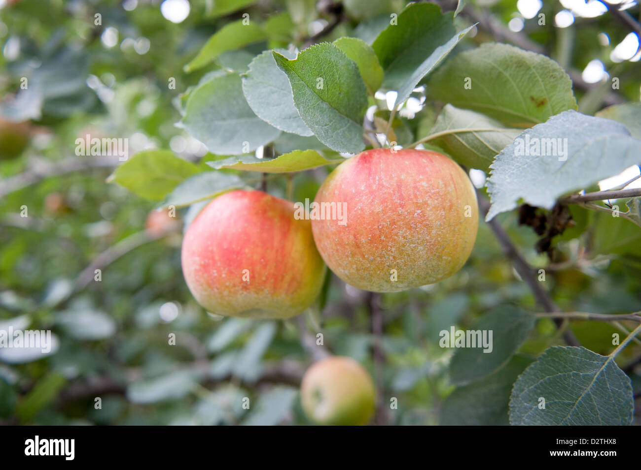Mele, succo di mela e sidro premere in corrispondenza di un disco sidro distillery Foto Stock