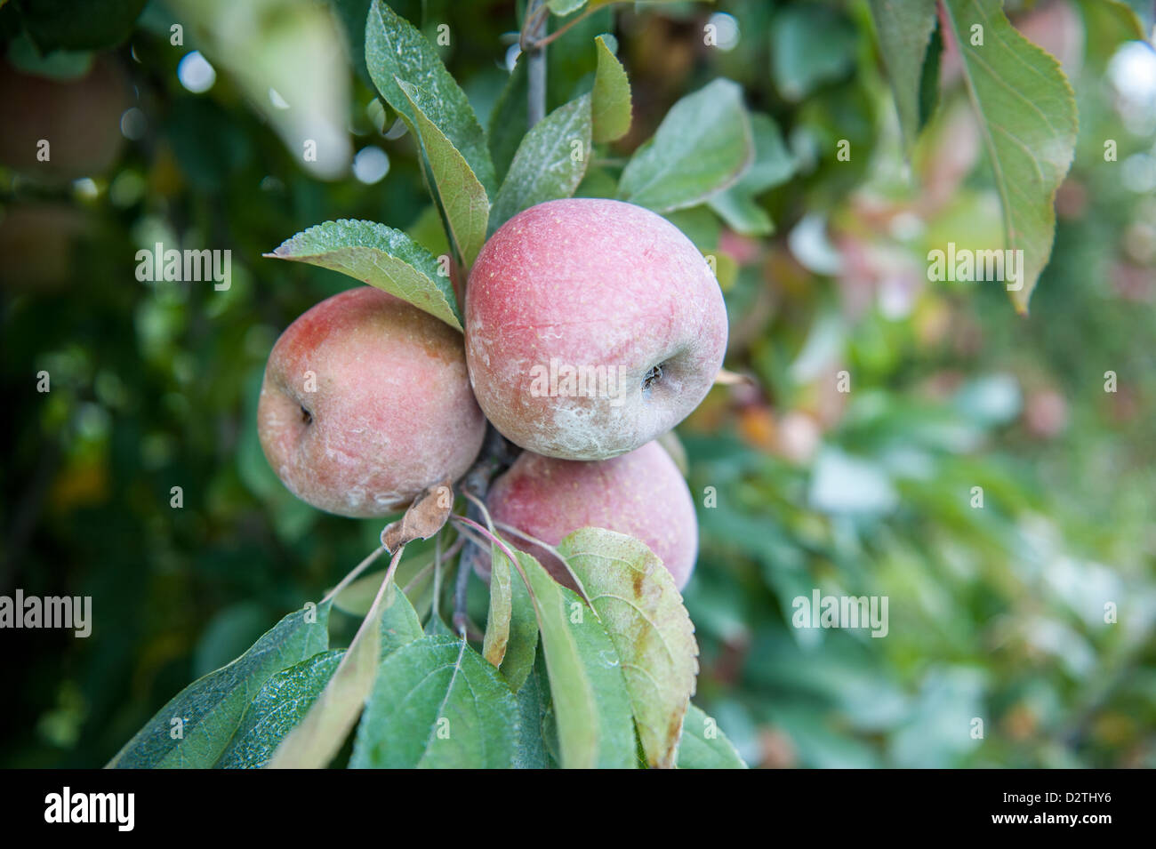 Mele, succo di mela e sidro premere in corrispondenza di un disco sidro distillery Foto Stock