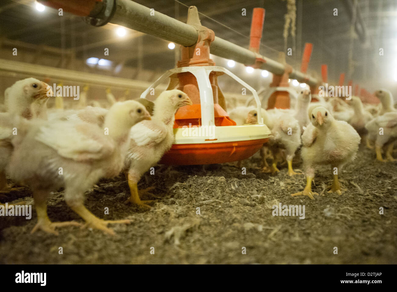Baby pulcini in una casa di pollo su un allevamento di polli in Centreville MD Foto Stock