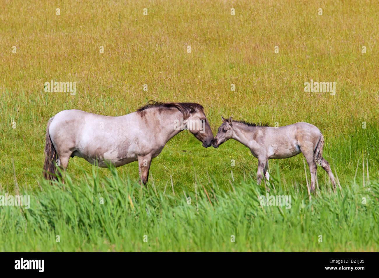 Cavalli Konik, polacco primitiva razza di cavalli dalla Polonia, il mare e il puledro in Prato della riserva naturale Foto Stock