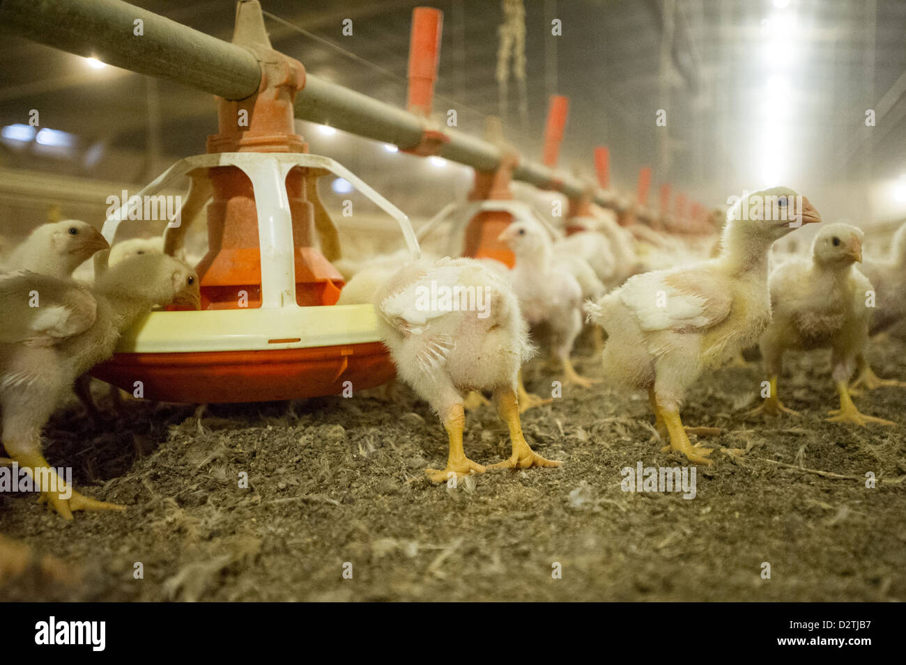 Baby pulcini in una casa di pollo su un allevamento di polli in Centreville MD Foto Stock