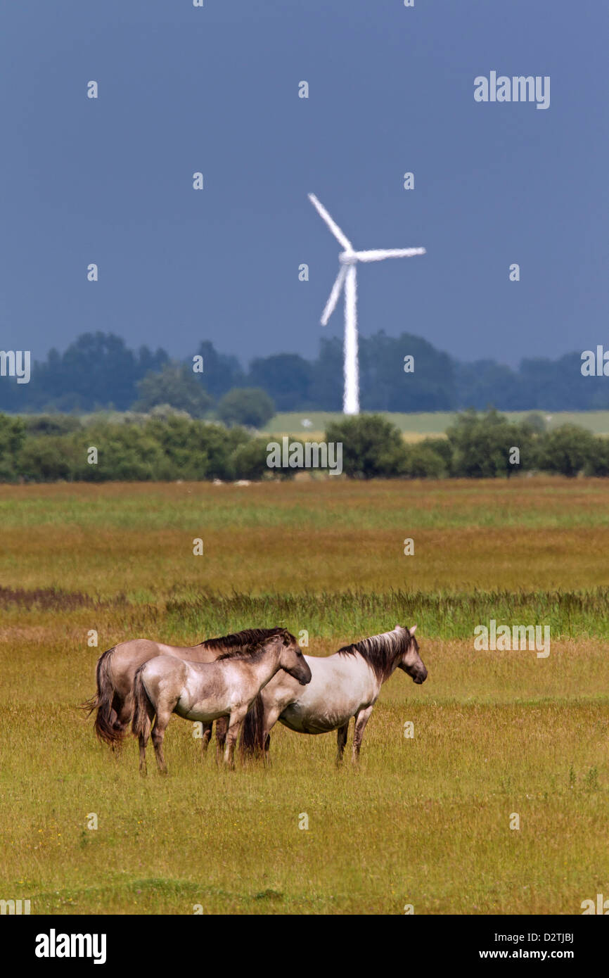 Allevamento di cavalli Konik, polacco primitiva razza di cavalli dalla Polonia, in prato di riserva Foto Stock