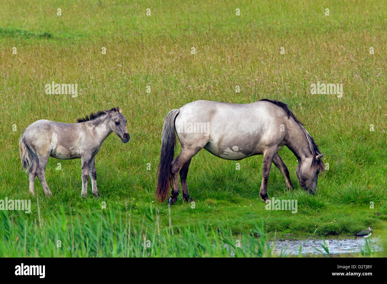 Cavalli Konik, il mare e il puledro in campo, polacco primitiva razza di cavalli dalla Polonia Foto Stock