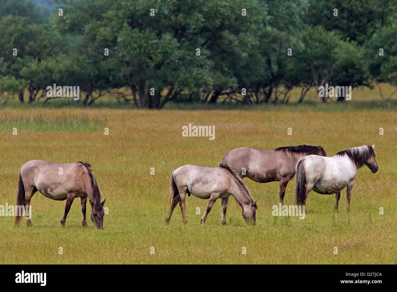 Allevamento di cavalli Konik, polacco primitiva razza di cavalli dalla Polonia, pascolare nel campo Foto Stock