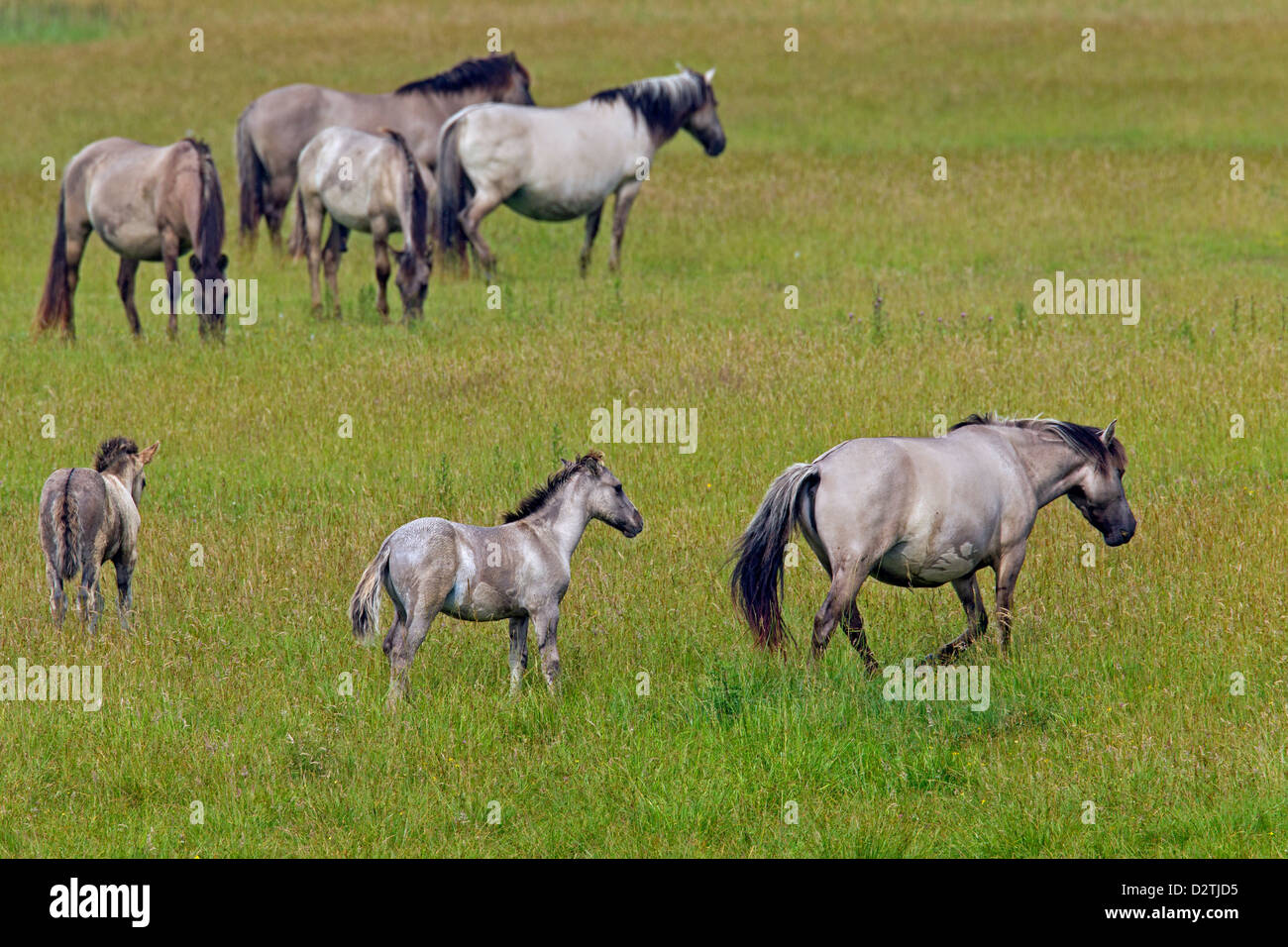 Allevamento di cavalli Konik con puledri nel campo, il Polacco primitiva razza di cavalli dalla Polonia Foto Stock